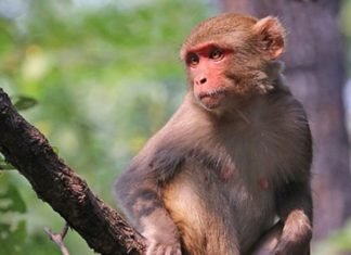 Encuentran sin vida a bebé robado por un mono en la India