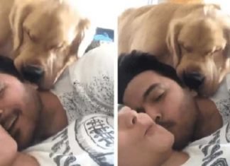 Perrito celoso compite con novia de su amo