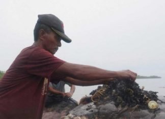 Hallan a ballena con 5,9 kg de basura en su estómago