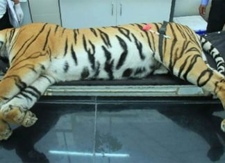 Matan a tigresa que acabó con la vida de 14 personas