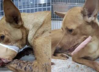 Niños atacan a perrito; le explotan petardo al dárselo a comer
