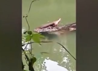 Captan a cocodrilo nadando con una pierna humana en el hocico