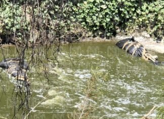 Encuentran tres cuerpos más en el río laja la tarde de este sábado