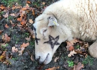 Terrible asesinato; hallan ovejas muertas marcadas con pentagramas