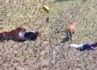 Finge su muerte para evitar ser devorado por un tigre