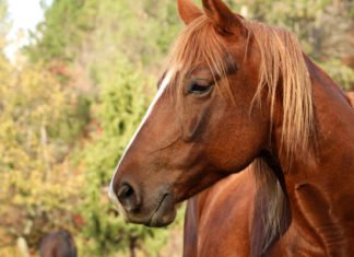 Ciudadanos salvan a caballo que queda atorado en una coladera