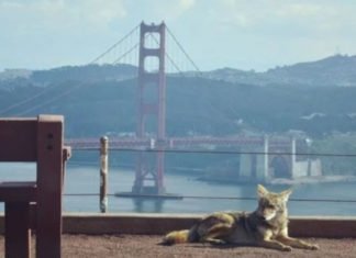 Ya no hay humanos en el Golden Gate, ahora los coyotes son los visitantes frecuentes