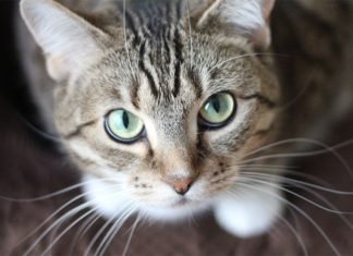 Los gatos son máquinas de matar altamente eficaces