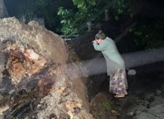 ‘Mi árbol se fue’, mujer le llora a nogal que fue arrancado por ‘Hanna’; tenía más de 100 años