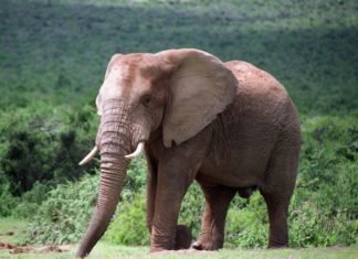 Cientos de elefantes mueren en Botswana y no se sabe por qué