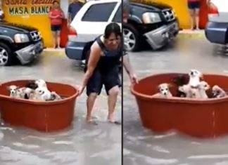 Perdieron todo por el huracán Hanna, pero salvaron a sus perritos