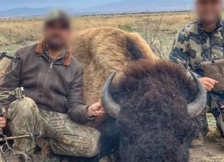 Estallan las redes sociales con cacería de bisonte