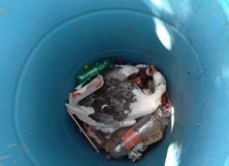 Perros ingresaron al Parque Xochipili 2da sección y atacaron a los patos