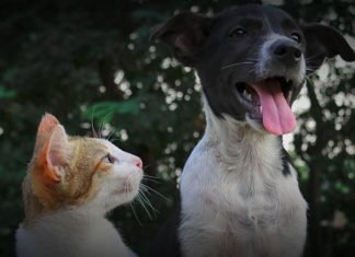 REALIZAN 465 CIRUGÍAS DURANTE CAMPAÑA DE ESTERILIZACIÓN PARA MASCOTAS
