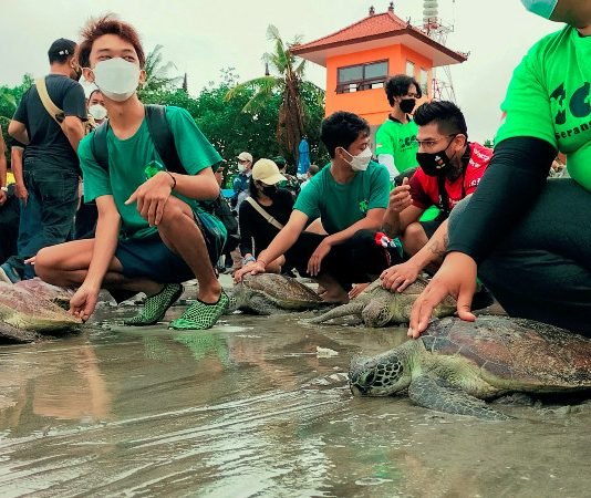 En Bali, devuelven al océano tortugas en peligro de extinción