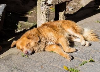 Hasta cinco años de cárcel por maltrato animal en México y que haya una fiscalía contra la crueldad animal: propuesta entre diputados