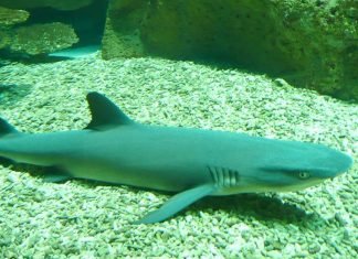 Tiburón salta del agua y ataca a niño (video)