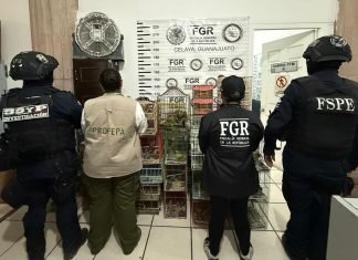Rescata Secretaría de Seguridad y Paz a 173 aves silvestres en Celaya durante operativo conjunto