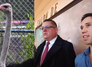 Pugna Patronato de Xochipilli por que se quede avestruz Pancracio