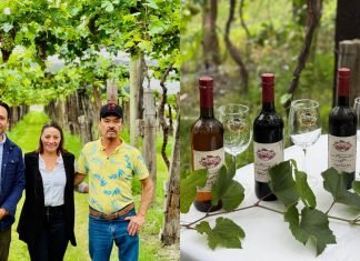 Todo listo para la octava edición de la vendimia en el viñedo “Las Maravillas”