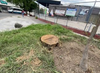 Talan árbol que aseguran estaba «muerto en pie»