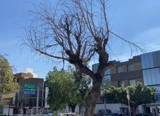 Hacen censo de árboles en bulevar, detectan 26 dañados y 12 ya muertos en pie