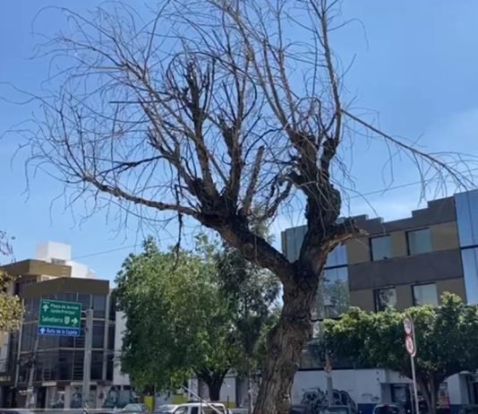 Hacen censo de árboles en bulevar, detectan 26 dañados y 12 ya muertos en pie