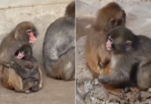 Captan primer abrazo a “Punch”, mono bebé viral; así fue el conmovedor momento