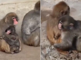 Captan primer abrazo a “Punch”, mono bebé viral; así fue el conmovedor momento