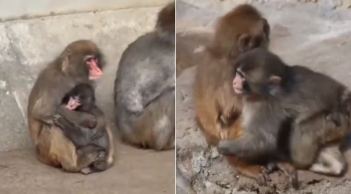 Captan primer abrazo a “Punch”, mono bebé viral; así fue el conmovedor momento