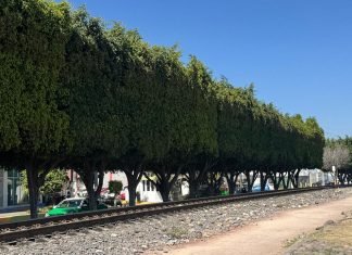 Obras del tren de pasajeros talarán más de 500 árboles