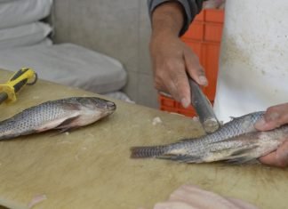 SSG elimina riesgos sanitarios en el consumo de productos provenientes de la pesca.
