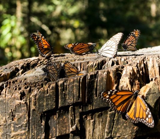 Reportan aumento del 64% en la población de la mariposa Monarca