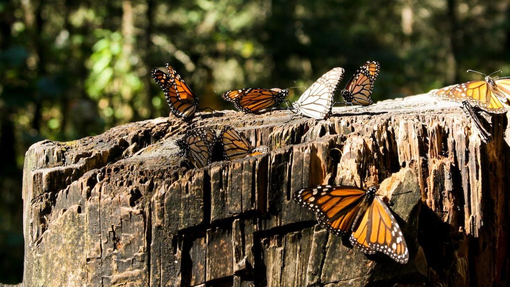 Santuario_de_la_mariposa_Monarca