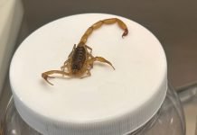 SSG exhorta a prevenir picaduras de alacrán por incremento de la temperatura