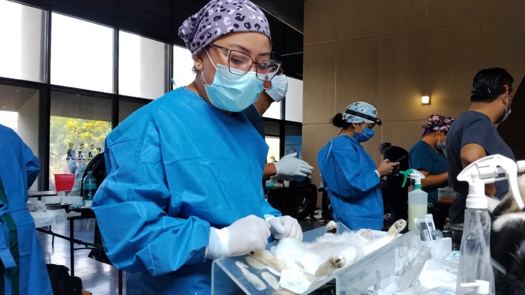 esterilizacion_perro_gatos (10)