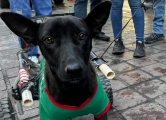 Busca apoyo para verificar si mascota puede volver a caminar