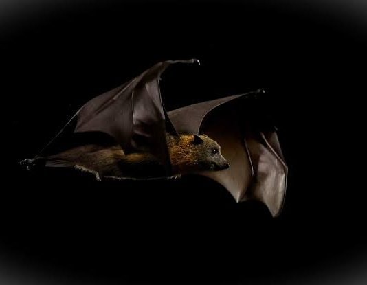 Un niño de 11 años muere de rabia tras despertar con un murciélago en la cara