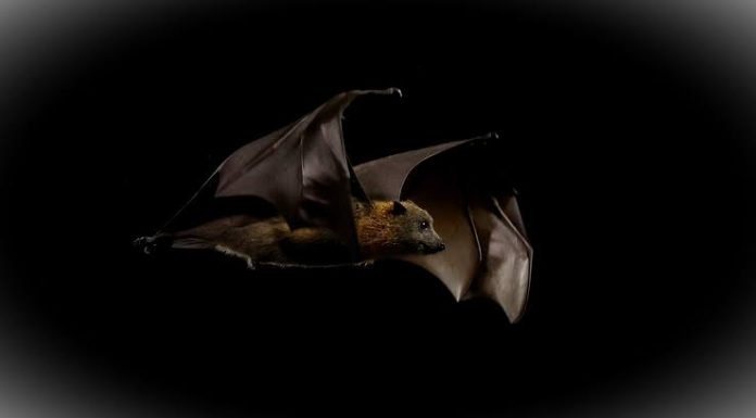 Un niño de 11 años muere de rabia tras despertar con un murciélago en la cara