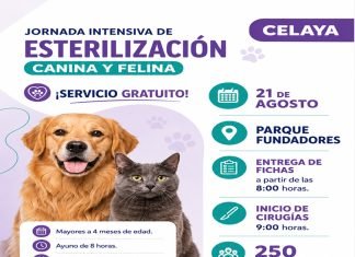 SSG realizará jornada gratuita de esterilización para perros y gatos en Celaya