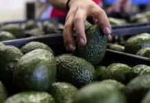 Gobierno confirma reunión con EEUU para reanudar exportaciones de aguacate