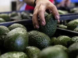 Gobierno confirma reunión con EEUU para reanudar exportaciones de aguacate