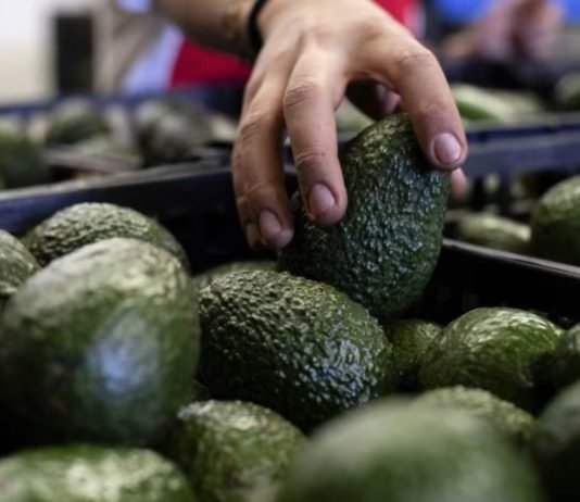 Gobierno confirma reunión con EEUU para reanudar exportaciones de aguacate